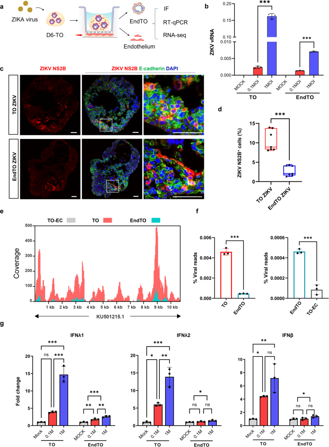 图5通过RT-qPCR和免疫荧光分析,展示了EndTOs与TOs对寨卡病毒(ZIKV)感染的易感性差异。