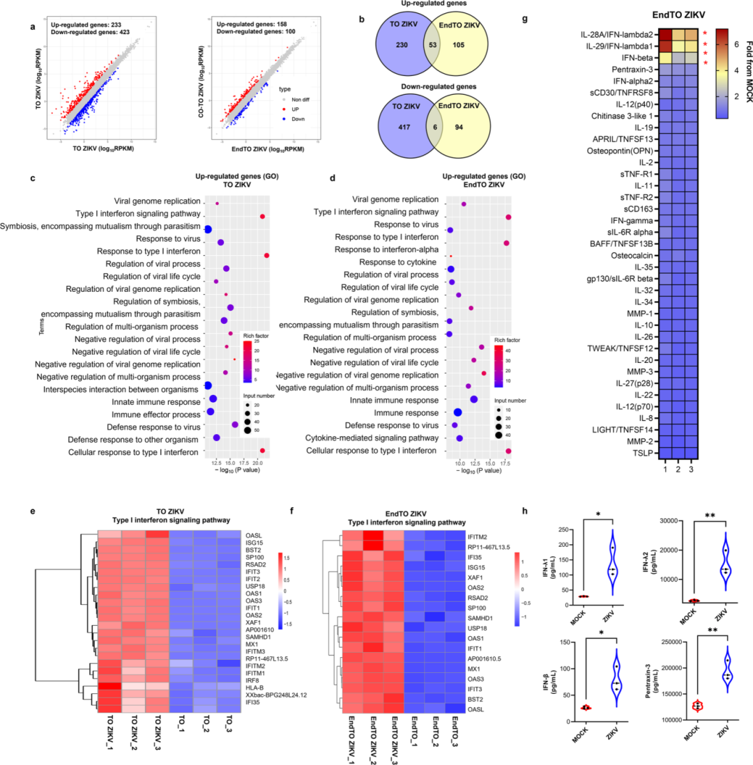 图6通过RNA测序和细胞因子多因子分析,深入探讨了ZIKV感染EndTOs后的转录组变化和免疫应答。
