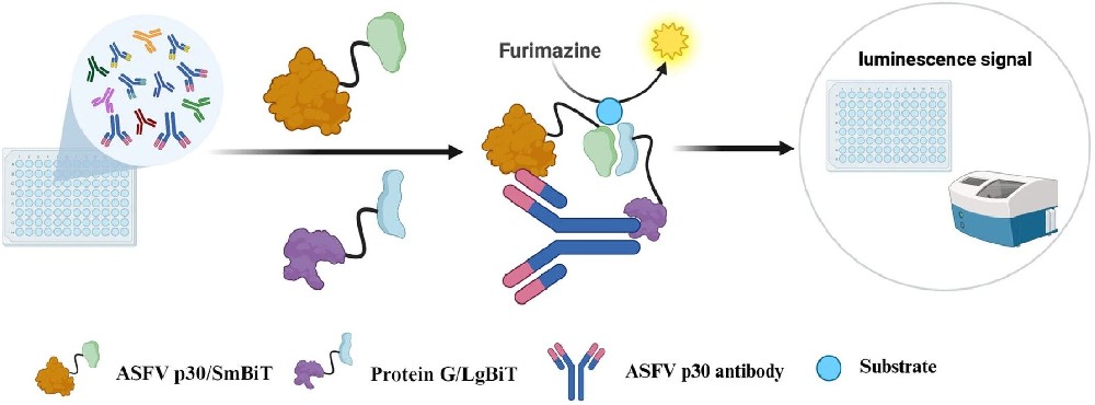 图1：免疫传感器设计示意图