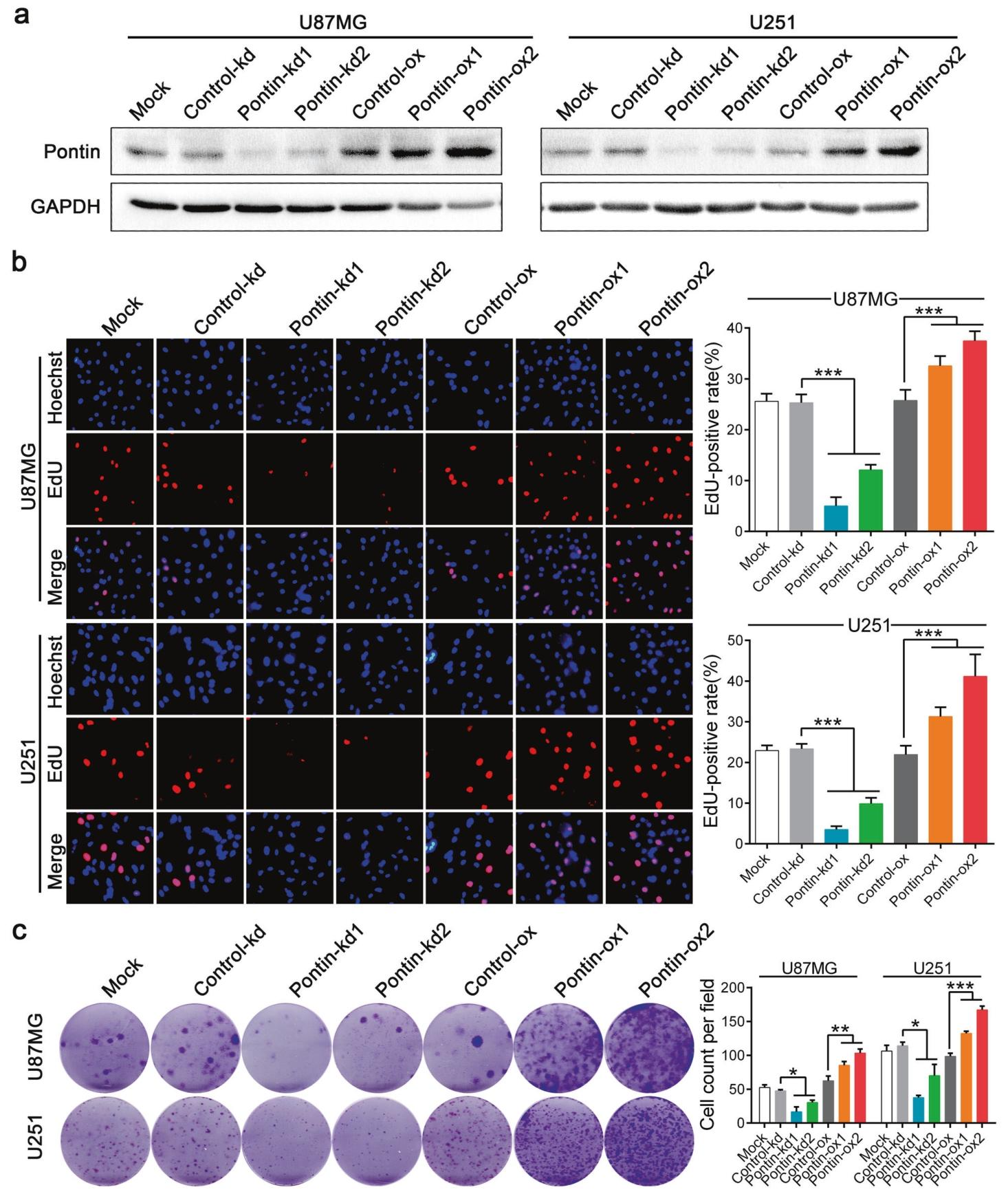 图2：Pontin 促进胶质母细胞瘤(GBM)细胞增殖与存活