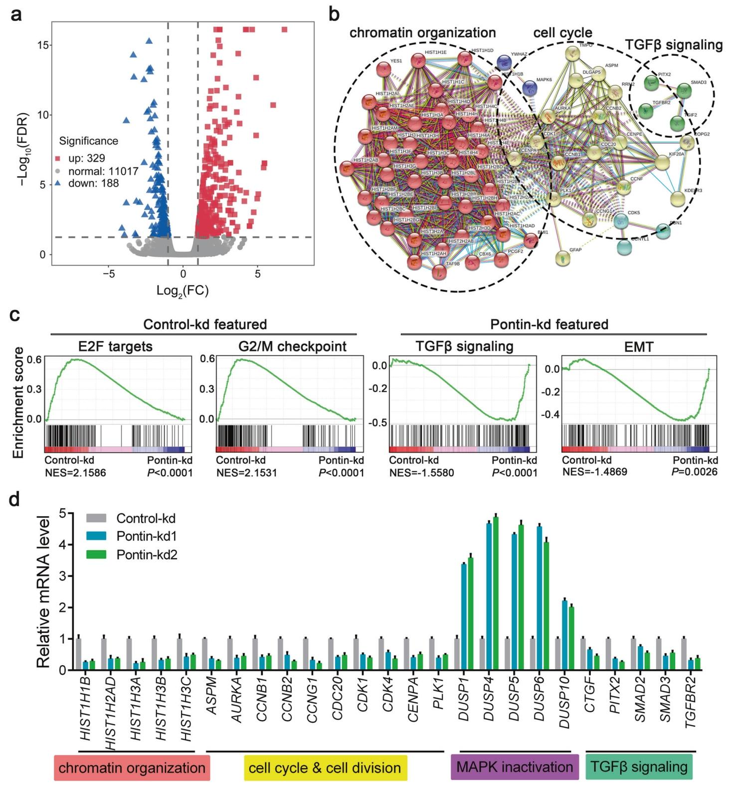 图4：GBM 细胞中 Pontin 调控的差异基因表达及信号通路全局分析