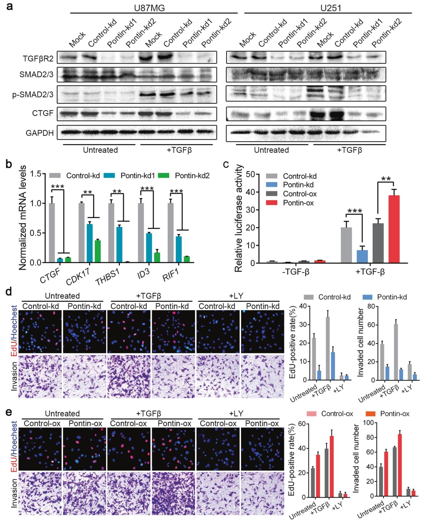 图5：Pontin 是 TGFβ/SMAD 信号通路激活的必需因子