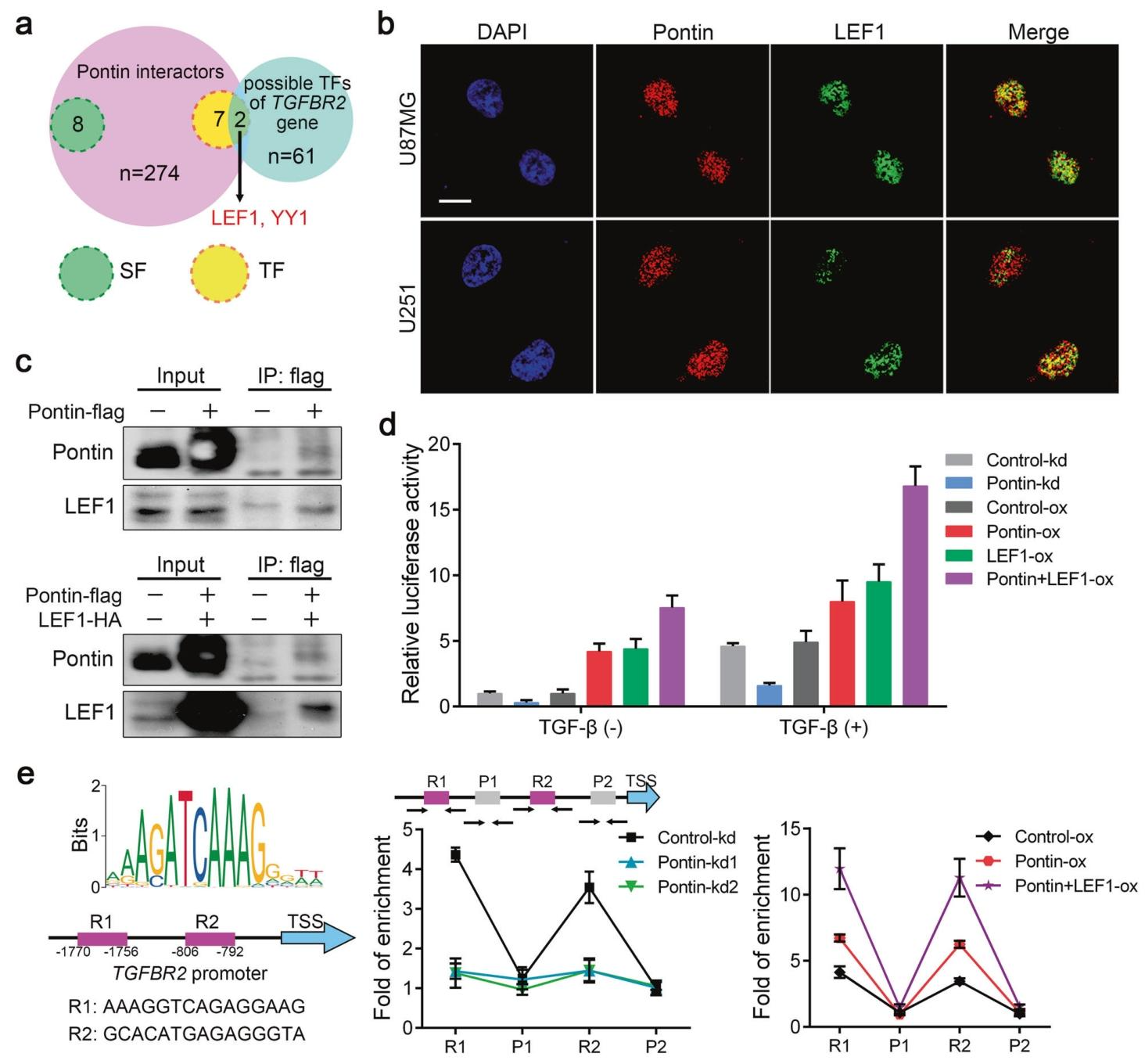 图6：Pontin 与 LEF1 相互作用激活 TGFBR2 基因转录