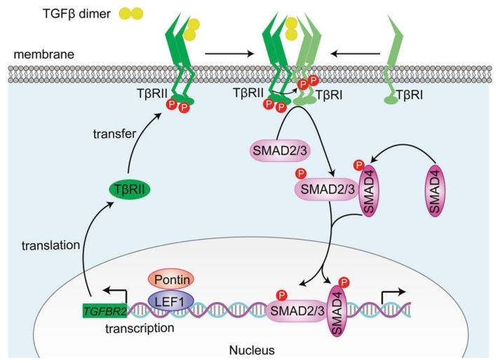图9：Pontin 促进胶质瘤发生的机制示意图