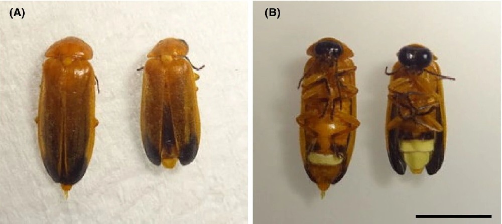 图1:印度萤火虫形态特征