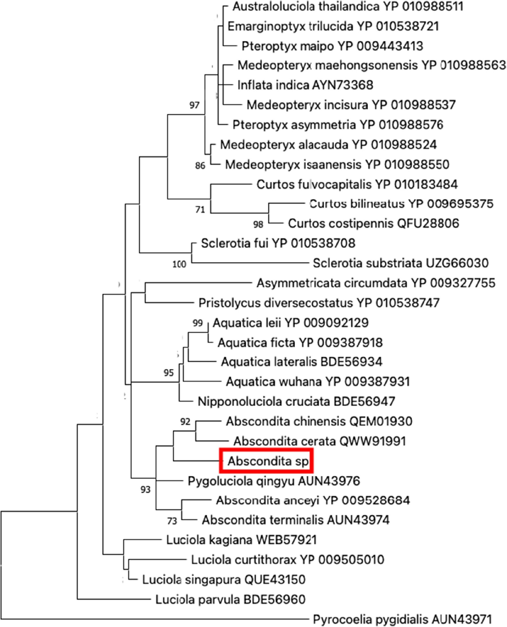 图2:印度萤火虫属新定名及亲缘分析