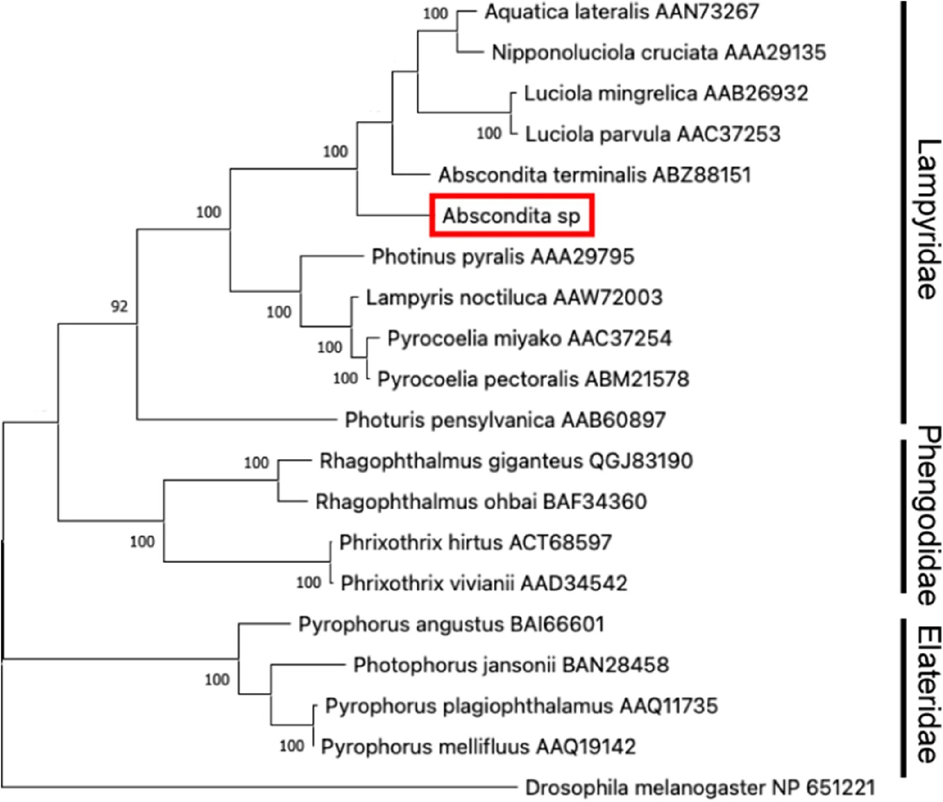 图3:萤火虫荧光素酶分析支持Abscondita属归属