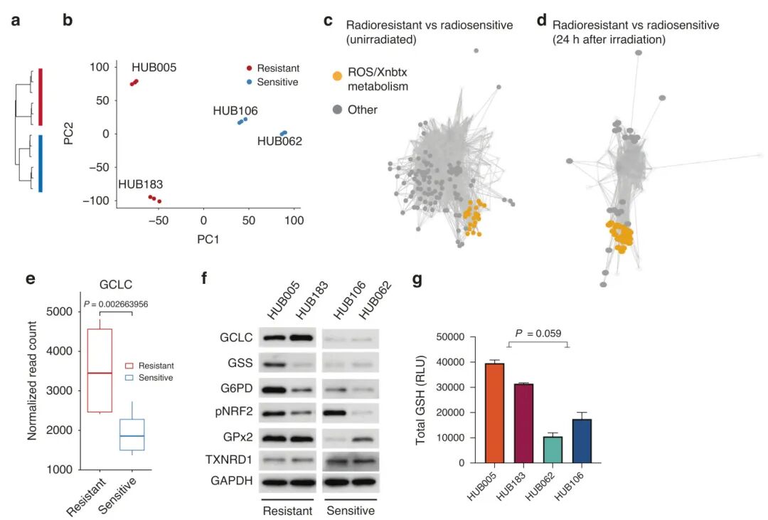 图2 放射抗性类器官的谷胱甘肽代谢高于放射敏感类器官