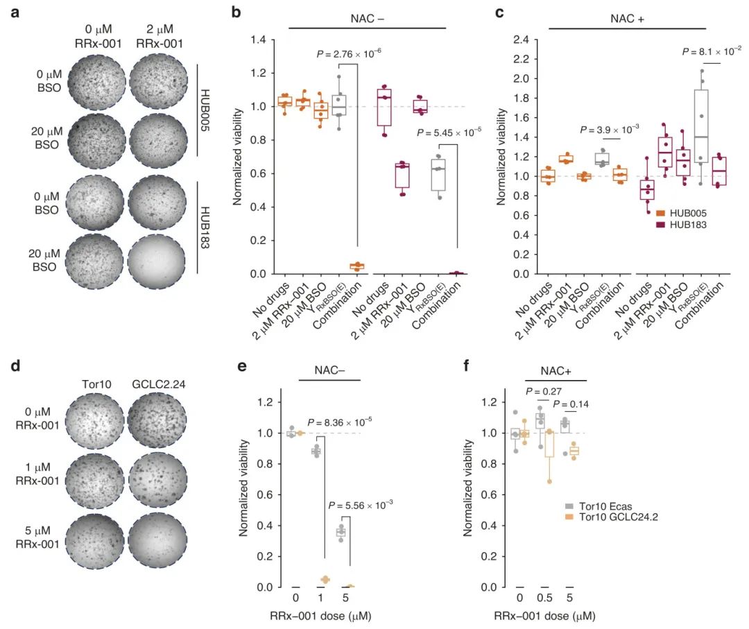 图4 GCLC抑制与RRx-001联合使用时可诱导协同细胞杀伤