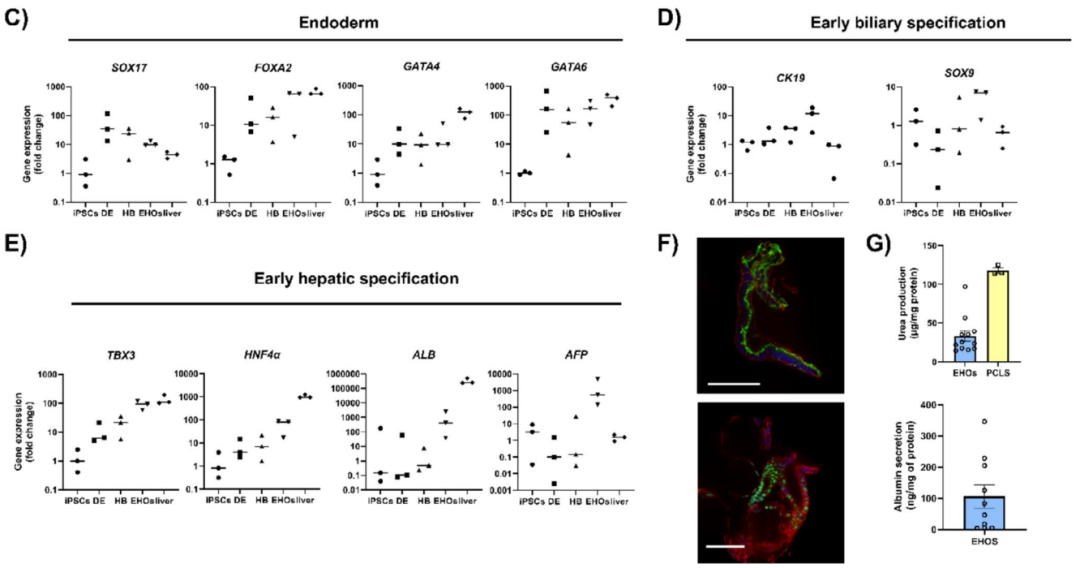 图2 肝脏类器官的表征