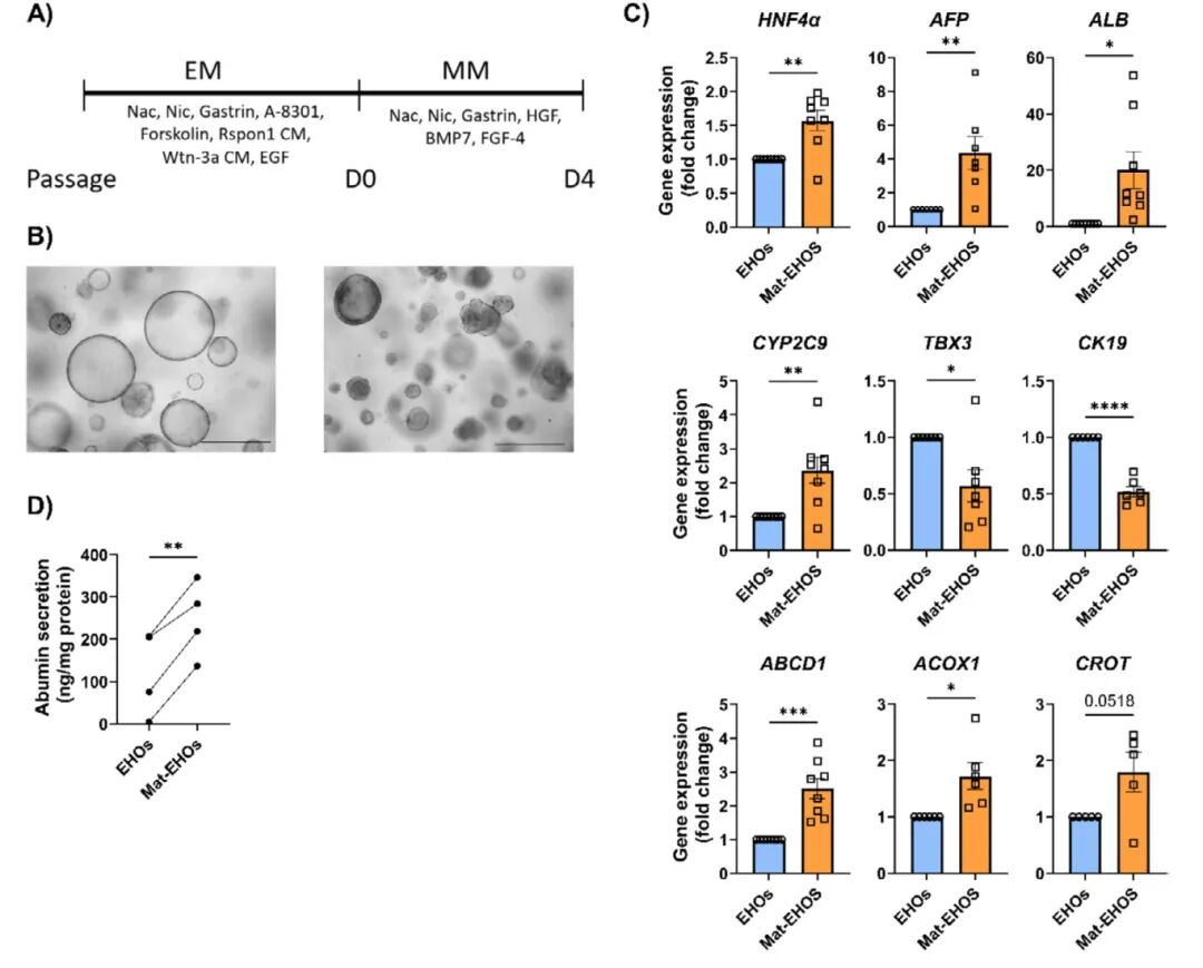 图4 EHO成熟为Mat-EHO