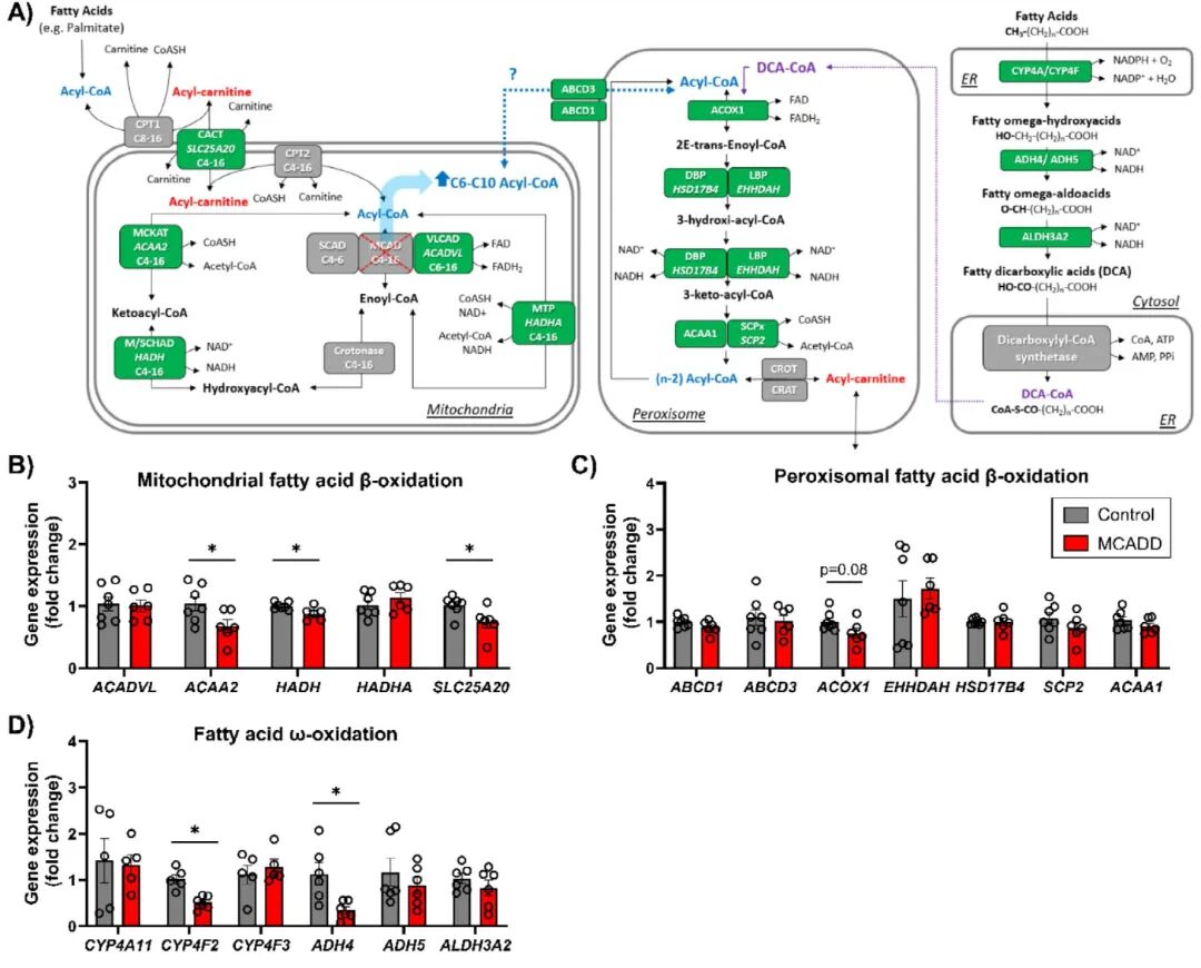 图5 Mat-EHO类器官在无葡萄糖培养基中补充BSA和L-肉碱培养24小时,观察MCADD中线粒体和过氧化物酶体β-氧化和ω-氧化的适应性
