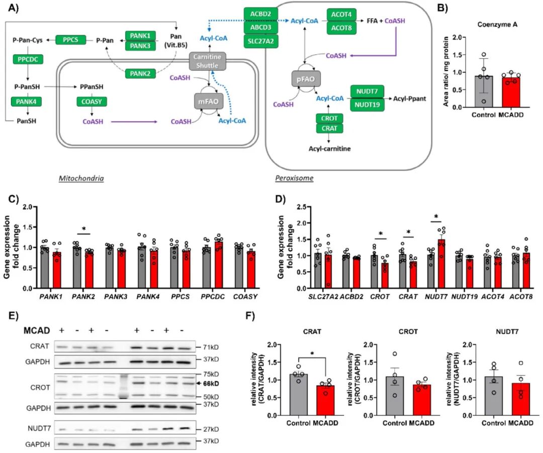 图6 Mat-EHOs中的CoA代谢