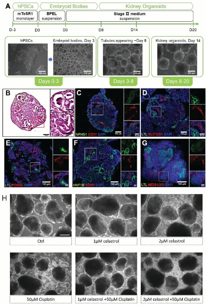 图1 肾脏器官的自我组织和结构特征