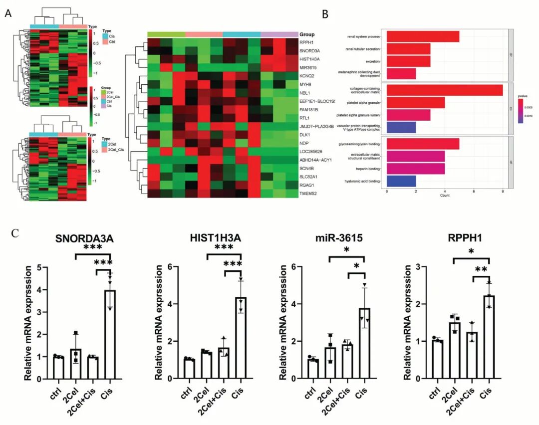 图5 雷公藤甲素下调SNORD3A和mir3615可减轻顺铂诱导的肾细胞毒性