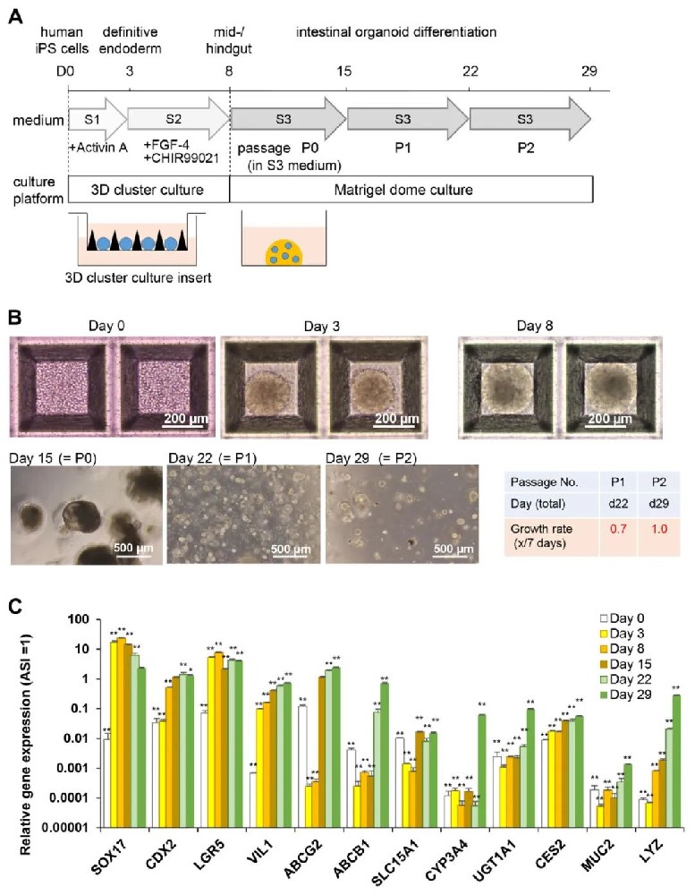 图1 人iPSCs分化为肠类器官(IO)
