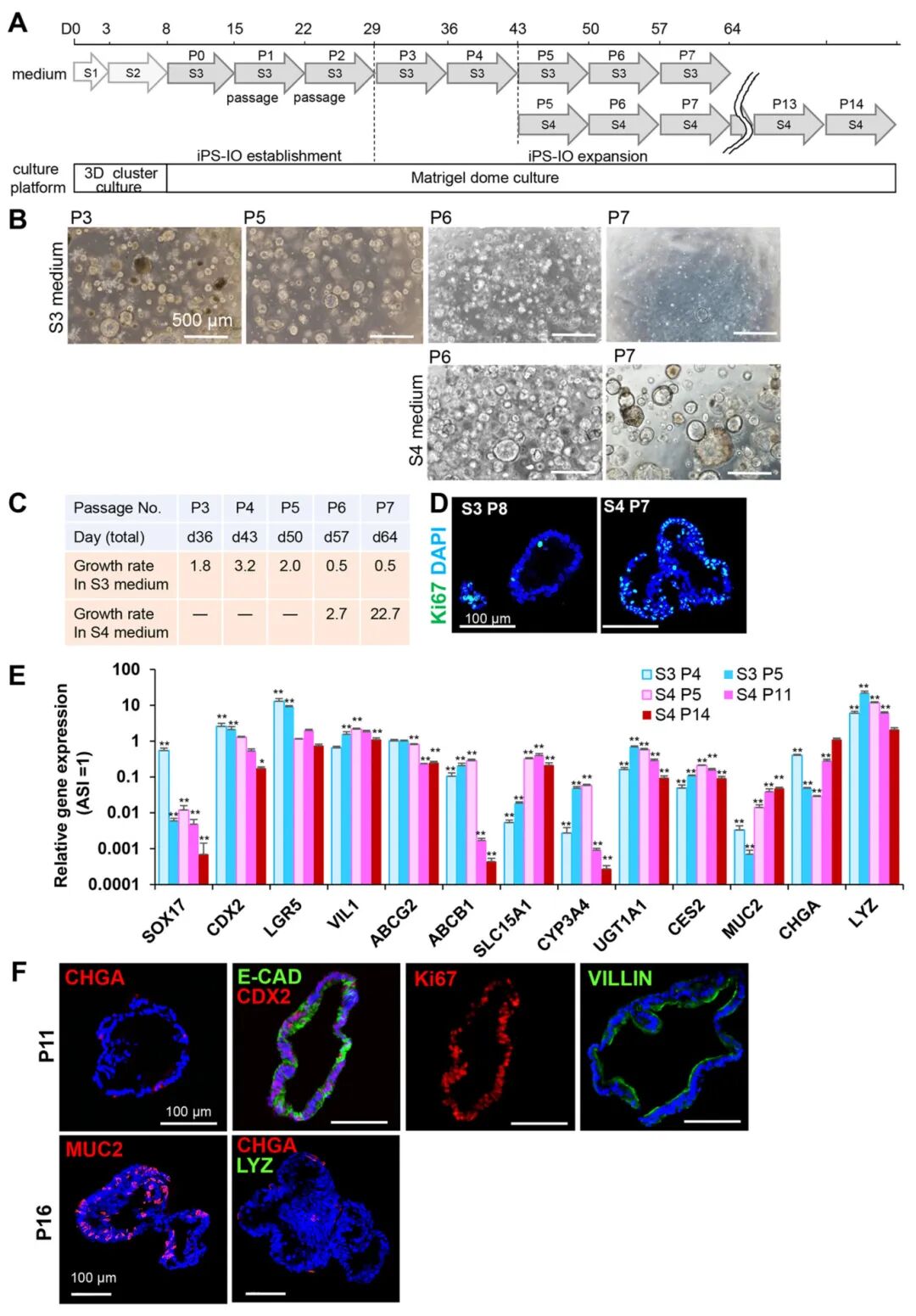 图2 扩增hiPSC衍生的肠类器官(hiPSC-IO)