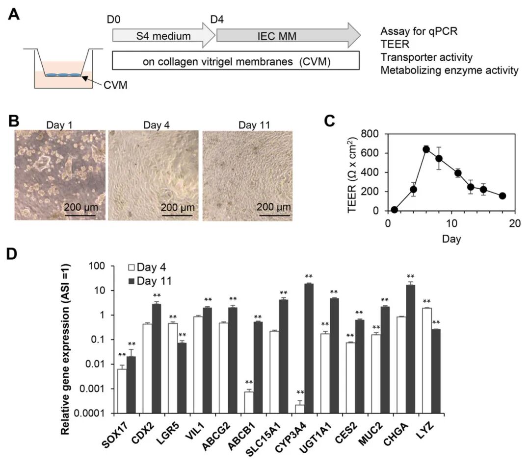 图3 从hiPSC-IO中生成单层肠上皮细胞(IEC)