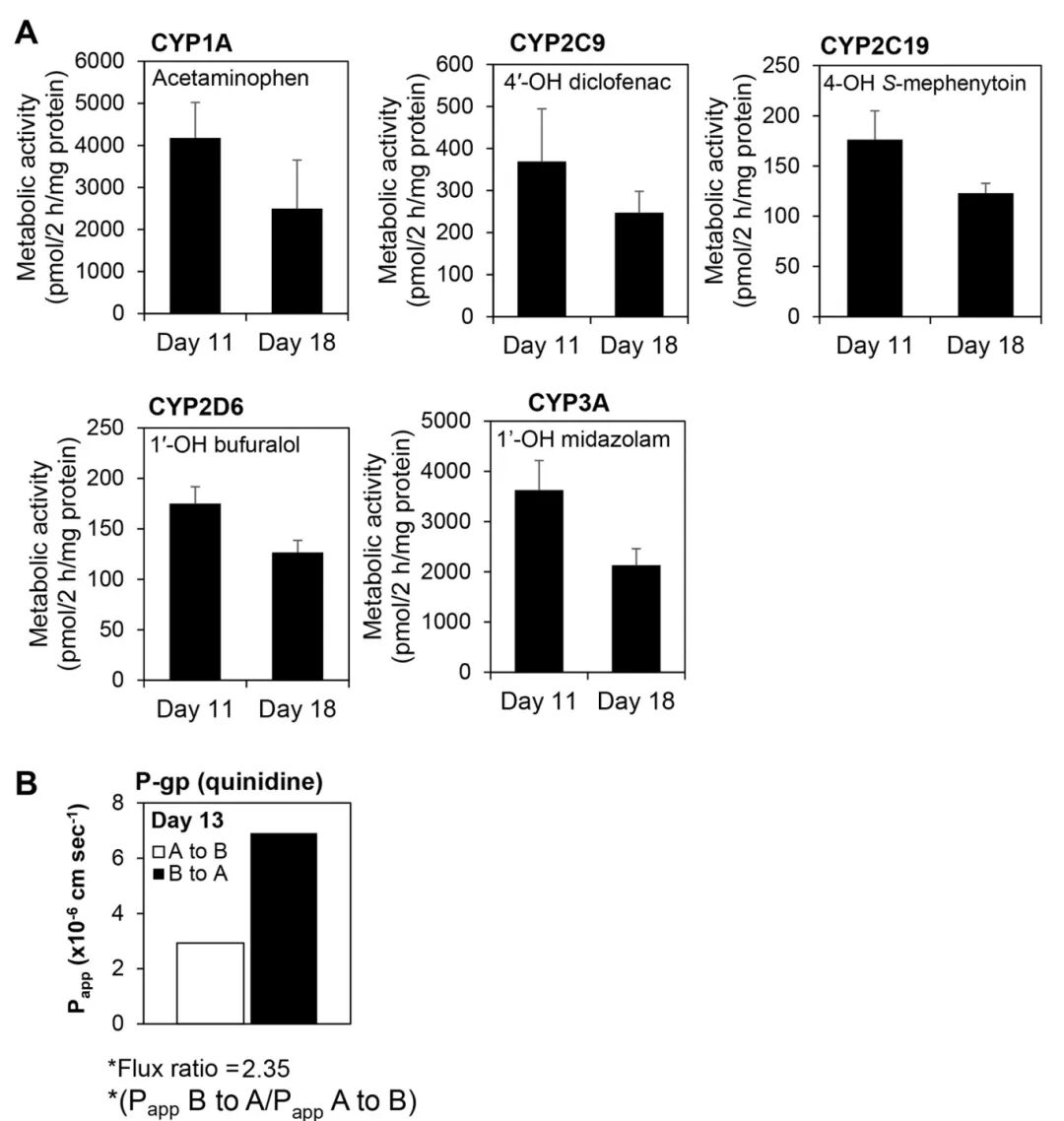 图4 在hiPSC-IO衍生的IEC中可以评估药物代谢和转运活性