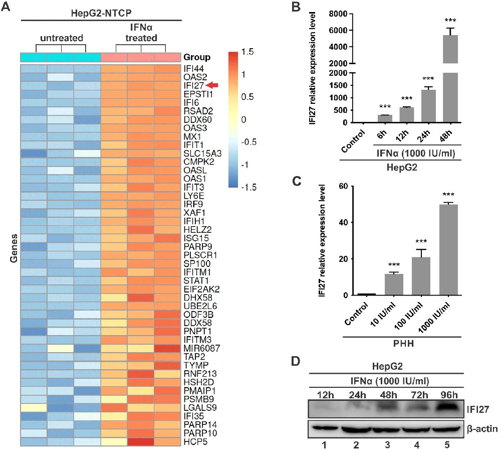 图1:IFI27 被 IFNα 诱导表达