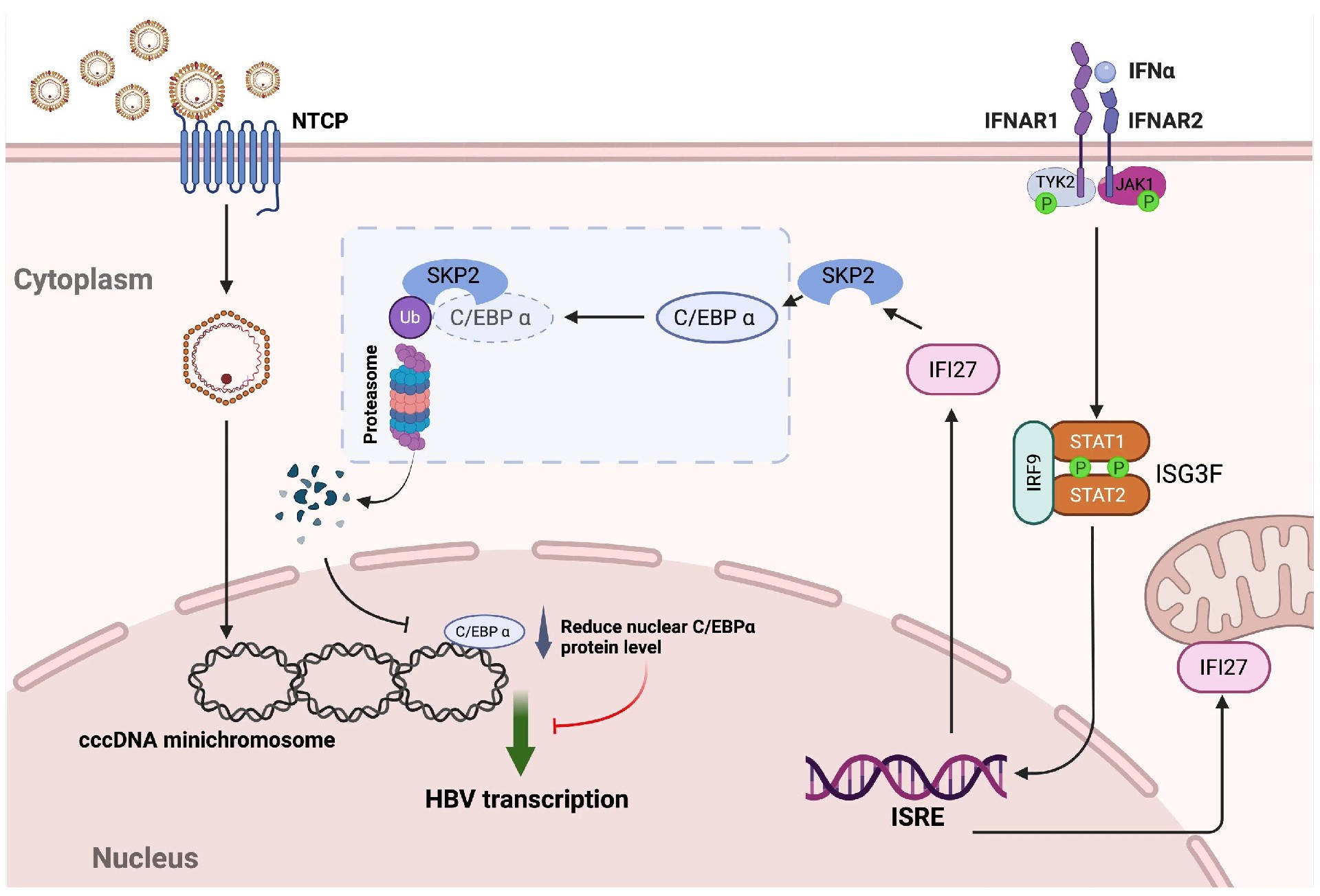 图10:IFI27 抗 HBV 机制模型