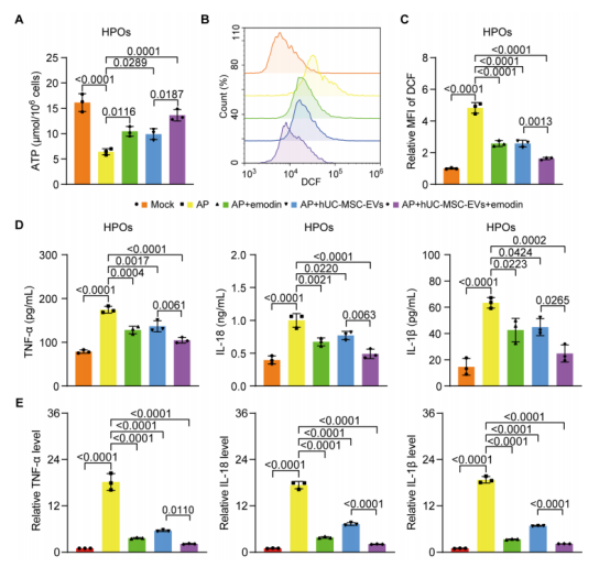 图3：胡芦巴苷(Emodin)负载的hUC-MSC-EVs在促进STZ处理的人骨髓间充质干细胞(HPOs)存活、降低活性氧(ROS)水平及抑制促炎细胞因子分泌方面表现出最佳效果。