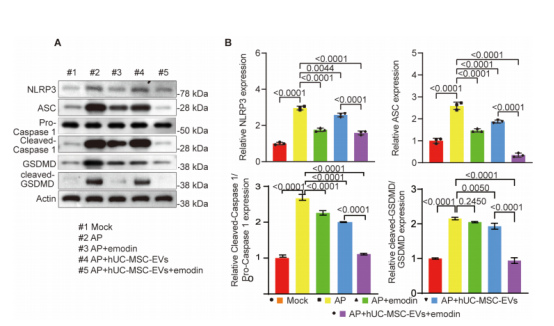 图4：厄多宁可增强人脐带间充质干细胞外泌体(hUC-MSC-EVs)在STZ处理的肝星状细胞(HPOs)中的抗焦亡功能。