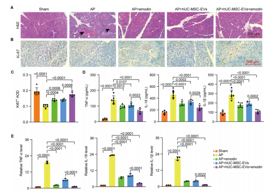 图5：埃莫丁可增强人脐带间充质干细胞外泌体(hUC-MSC-EVs)对AP小鼠胰腺细胞增殖的挽救作用，并降低促炎细胞因子分泌。