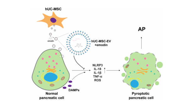 图7：hUC-MSC-EVs与大黄素在胰腺细胞中保护作用的示意图