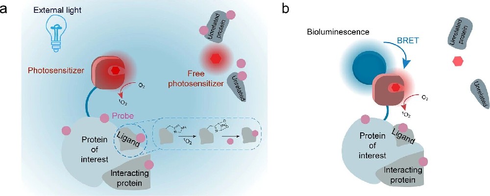 图1：BRET-ID 设计原理