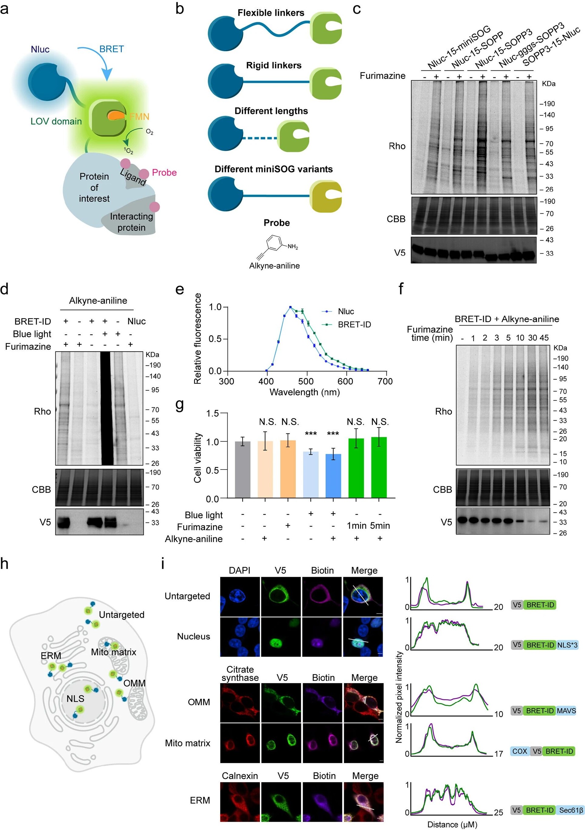 图2：基因编码 BRET-ID 系统的开发与验证