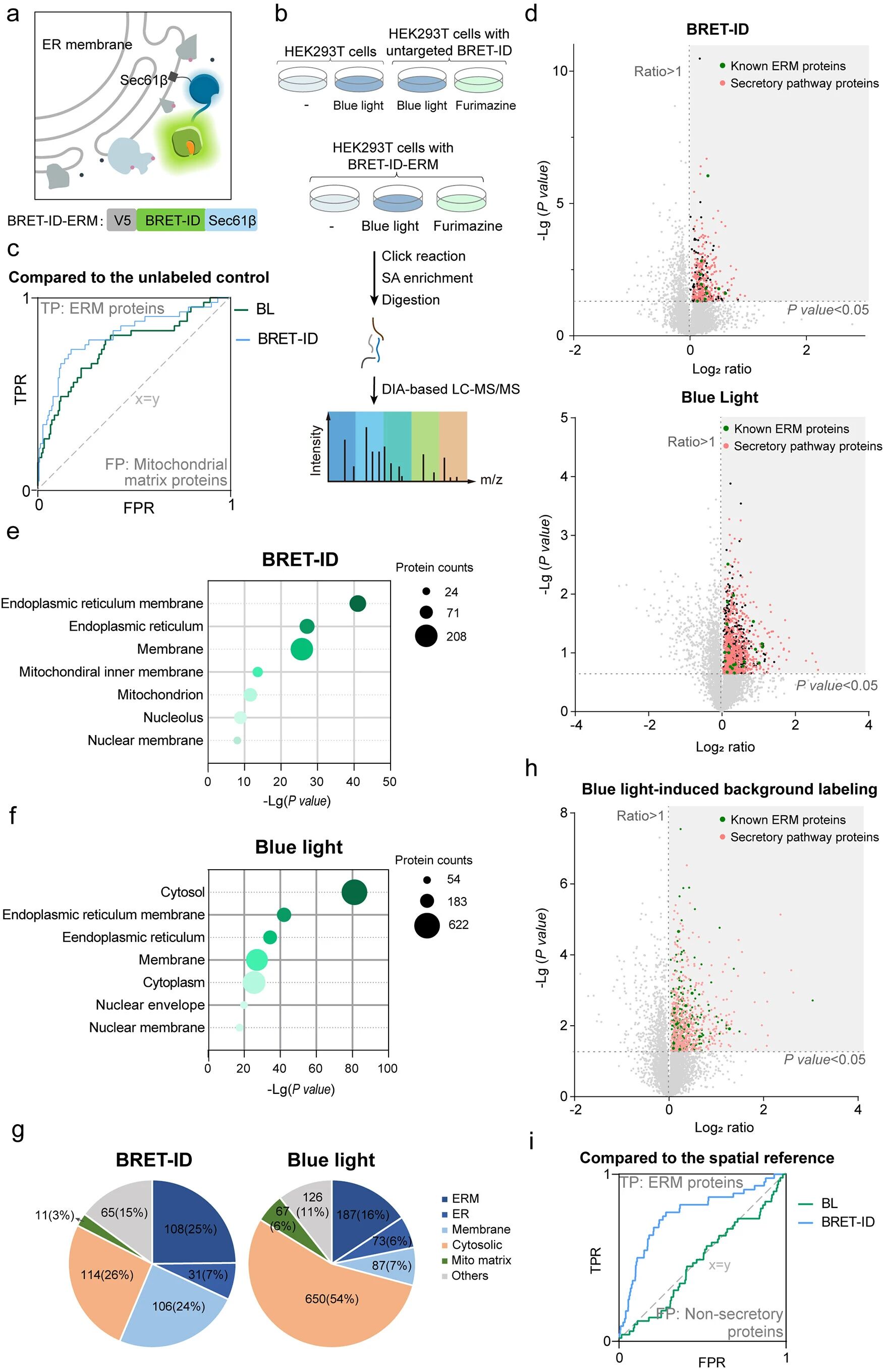 图3：BRET-ID 精准绘制 ER 膜蛋白质组