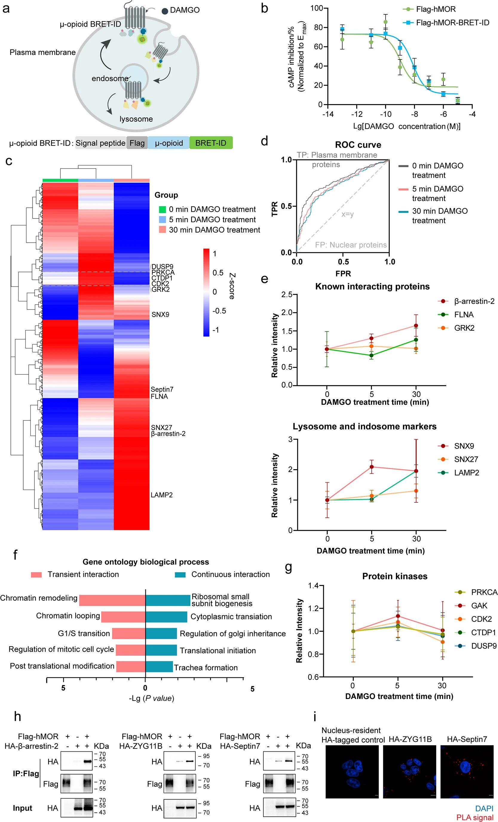 图4：BRET-ID 捕捉 GPCR 动态互作组