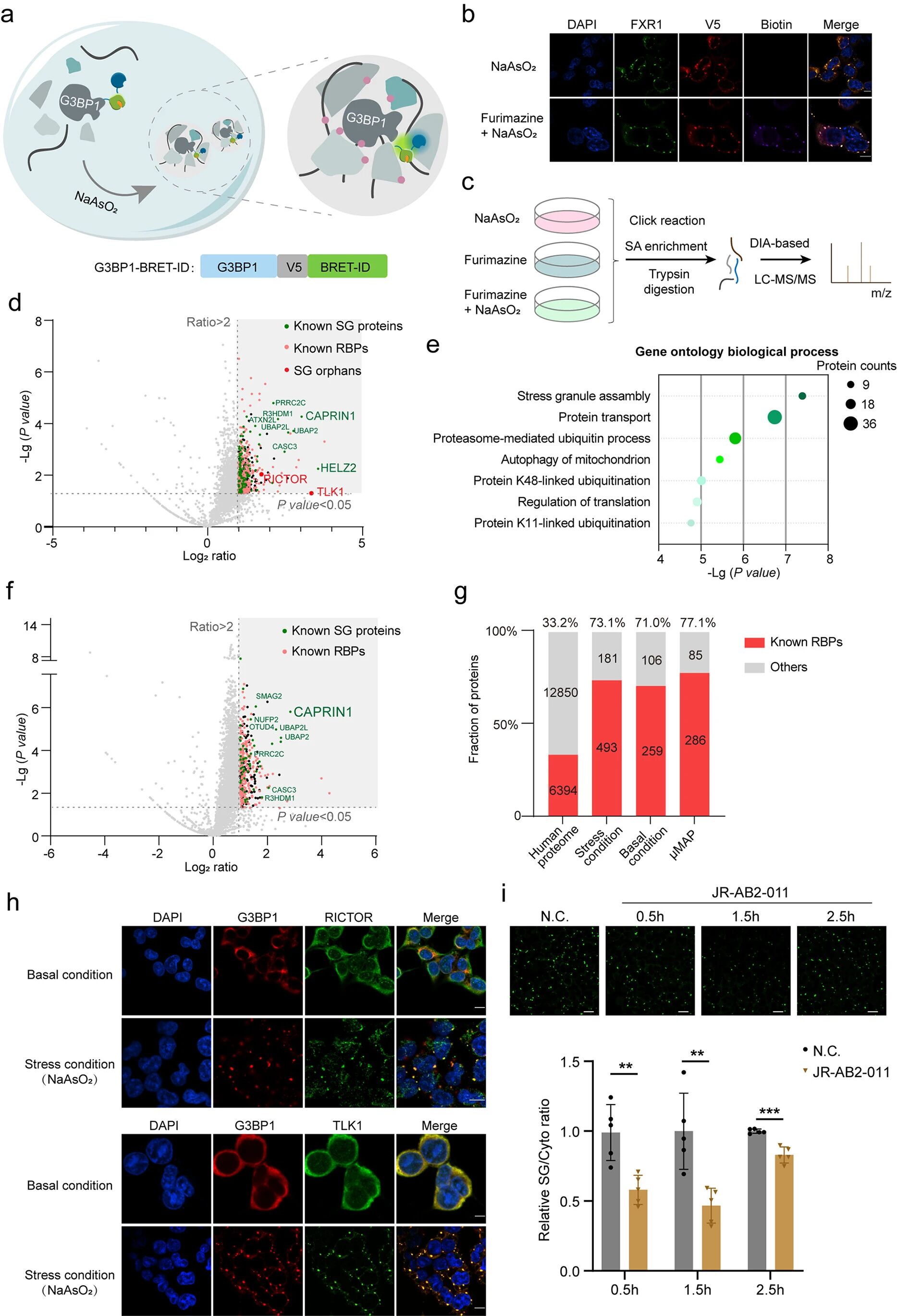 图5：BRET-ID 解析应激颗粒(SGs)蛋白质组