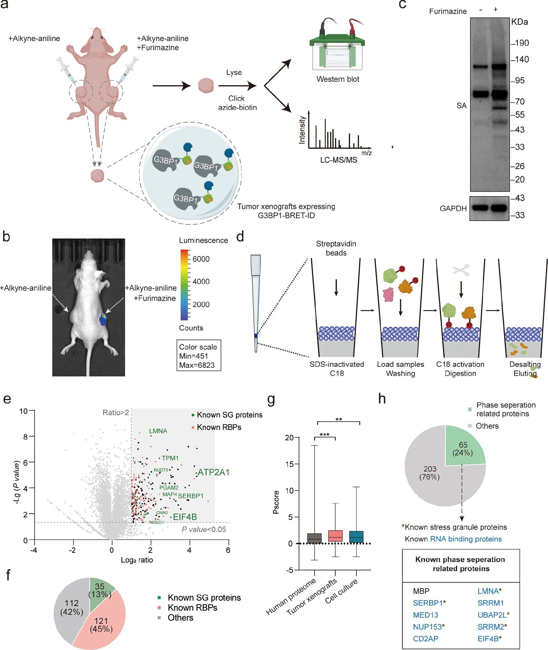 图6：BRET-ID 体内绘制 G3BP1 互作蛋白