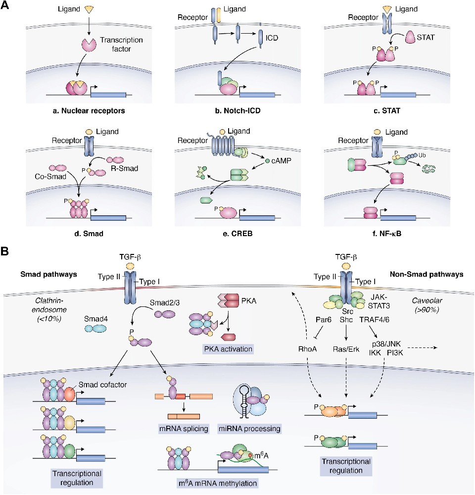 图1：TGF-β 信号传导模式及 Smad / 非 Smad 通路