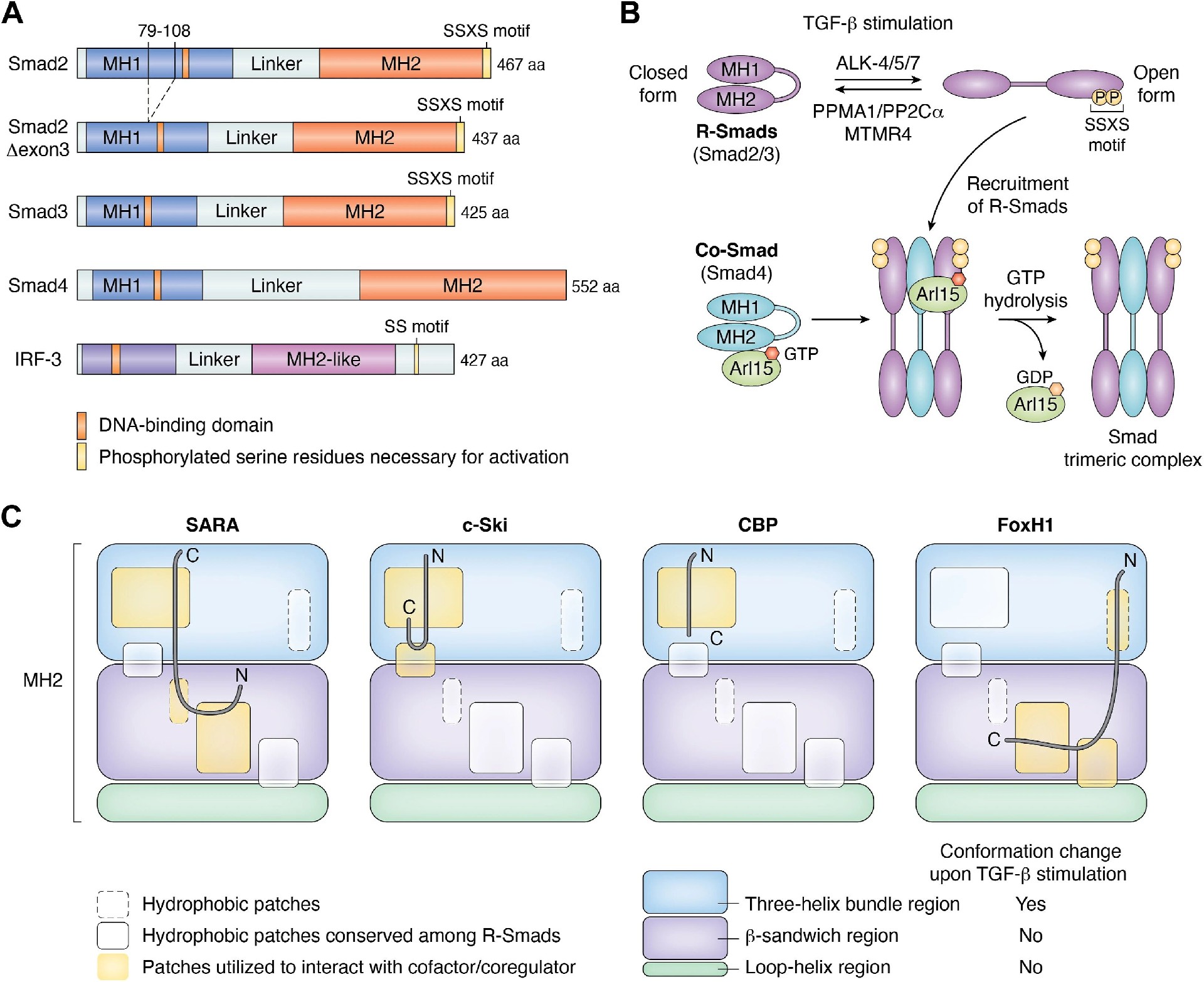 图2：Smad 蛋白的结构与激活机制