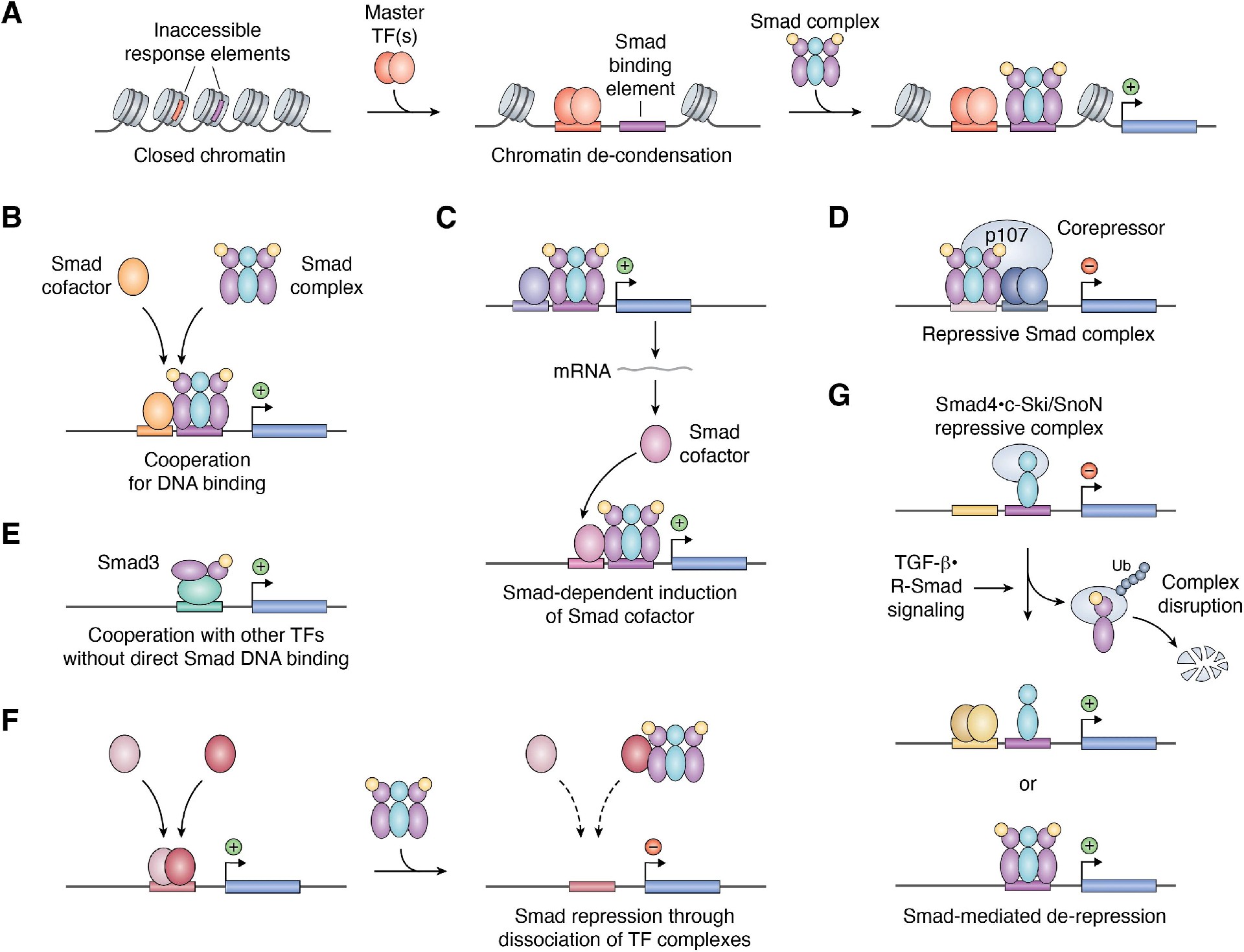 图3：Smad2/3 依赖的转录调控多种模式