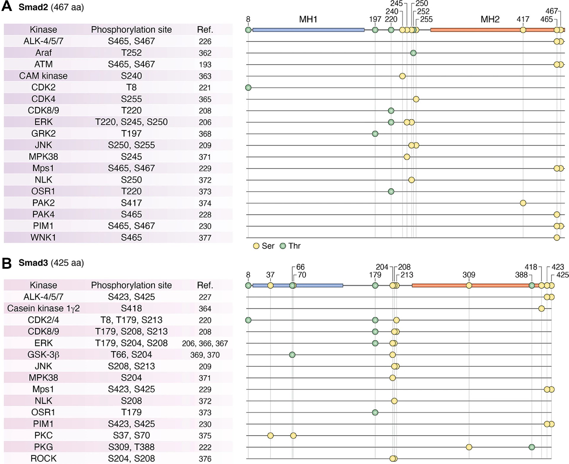 图4：Smad2 与 Smad3 的磷酸化位点及调控激酶