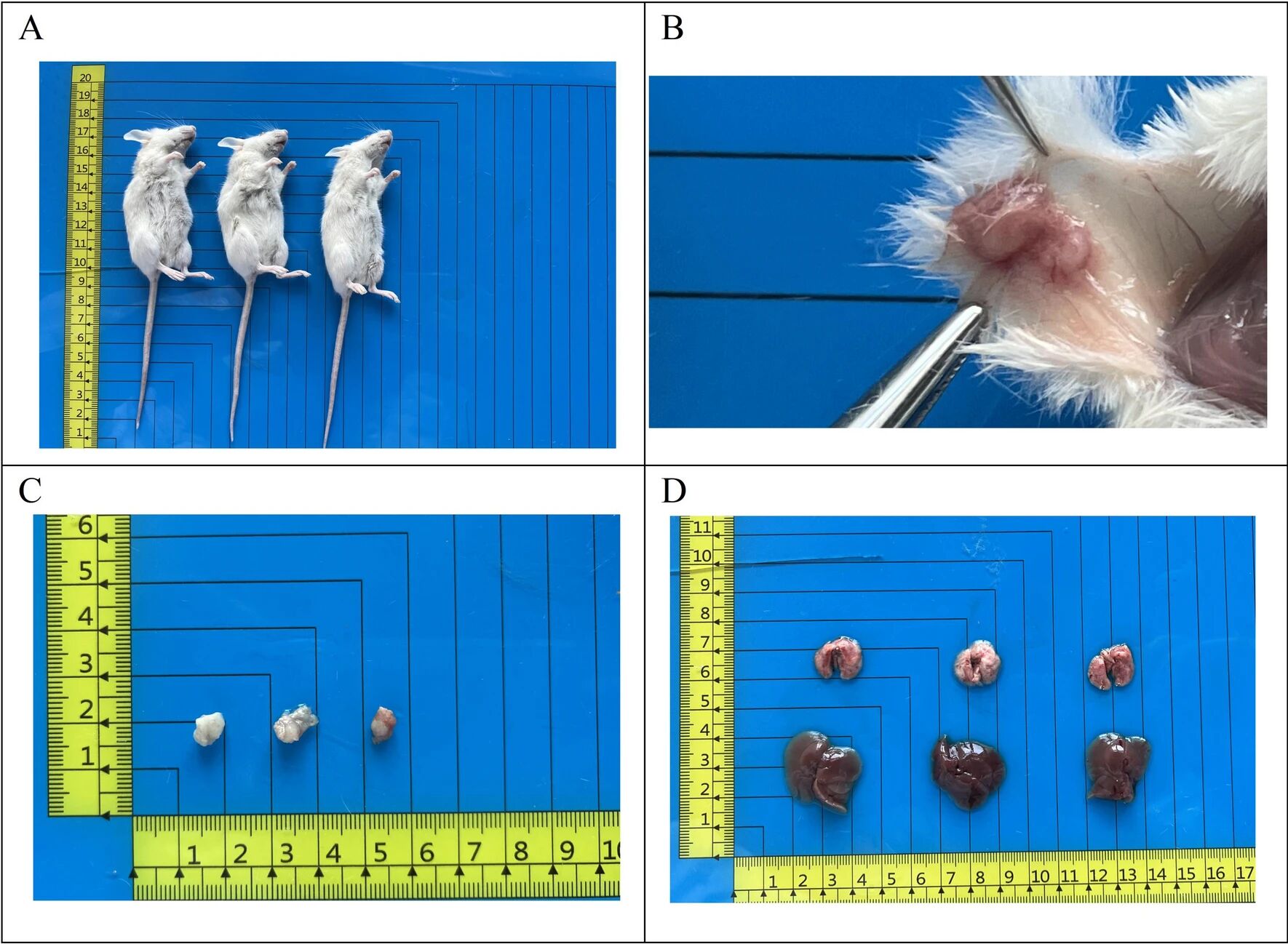 图5：PDAC-X2 的体内成瘤性