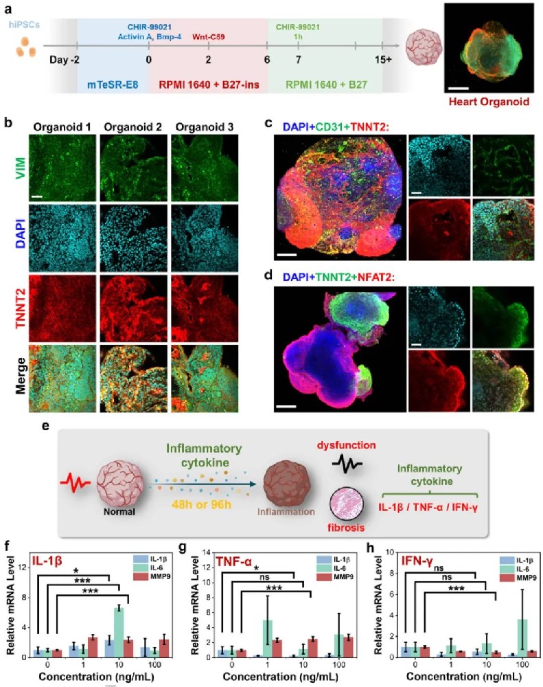 炎症模型的建立与评估图示描述