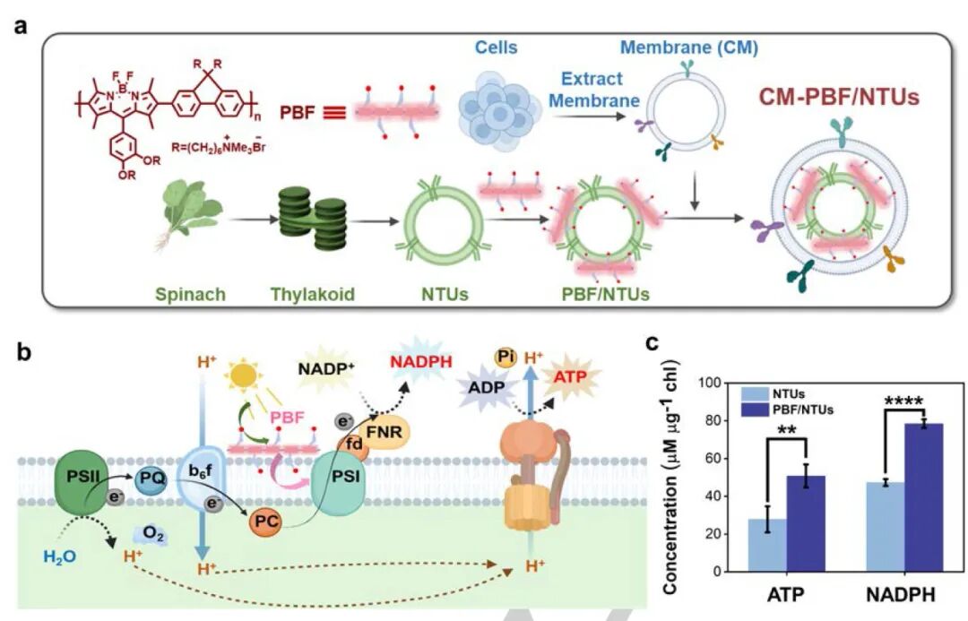 CM-PBF/NTUs系统的构建与表征图示描述