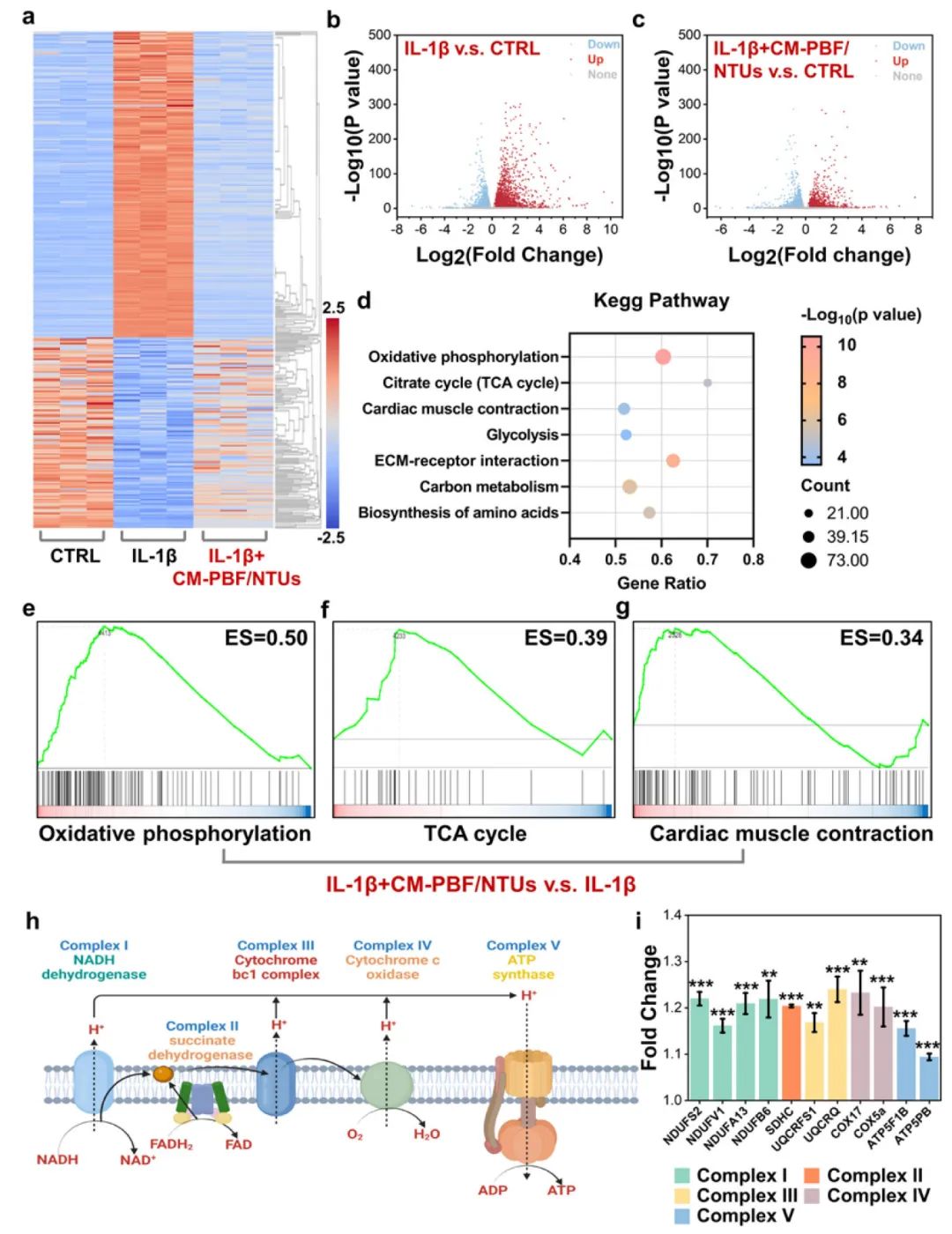CM-PBF/NTUs对心脏炎症的治疗效果图示描述