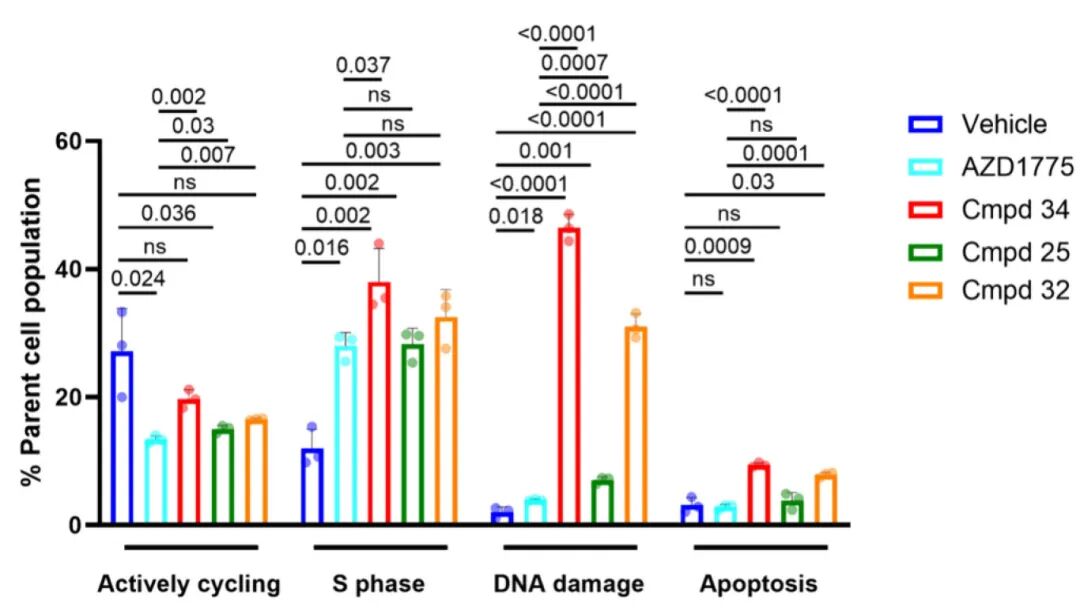 图4 WEE1抑制剂(25、32和34)的作用机制与AZD1775相似
