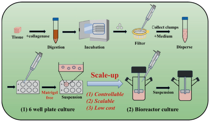 图 1 展示了肝胆管类器官悬浮培养的模式图