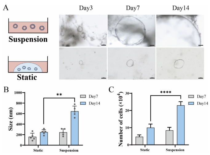 图 2 对比了静态培养(2D)和悬浮培养(3D)条件下肝胆管类器官的大小和细胞数量。