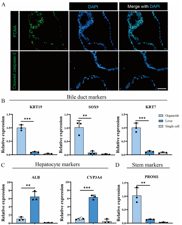 图 3 通过免疫荧光和基因表达分析，展示了悬浮培养的肝胆管类器官具有良好的细胞活性和胆管细胞特性。