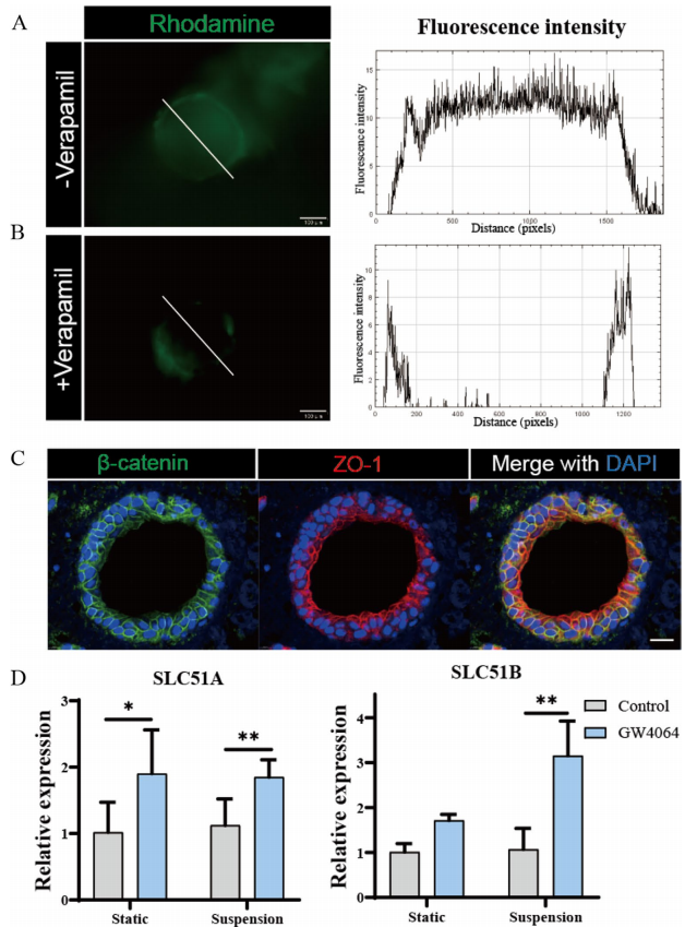 图 5 通过 Rhodamine 123 荧光染料外排实验和免疫荧光分析，验证了悬浮培养的肝胆管类器官具有良好的胆管细胞功能。