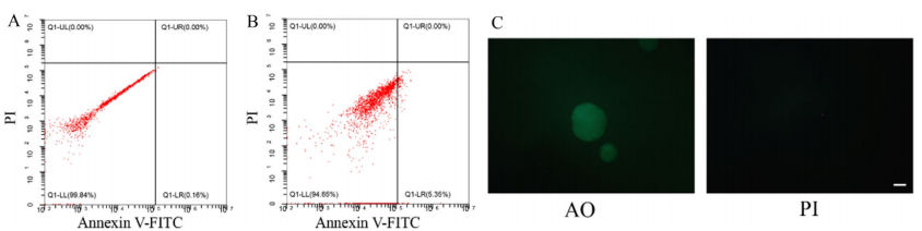 图 6 通过流式细胞仪和荧光染色分析，评估了解离后类器官细胞的活性和凋亡情况。