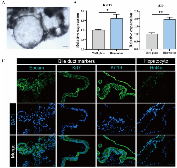 图 7 展示了在 50 mL 摇瓶生物反应器中培养的肝胆管类器官的形态和基因表达。